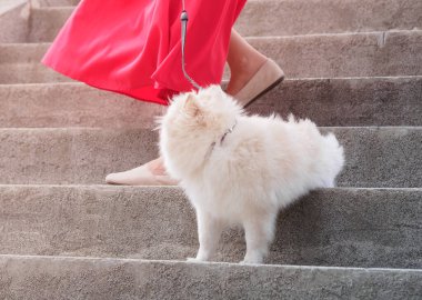 Küçük bir tükürük kırmızı elbiseli bir metresle büyük bir merdivenden aşağı iner.