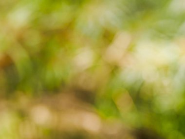 Soyut yaz arkaplanı Bokeh. Palmiye ağaçlarında yaz.