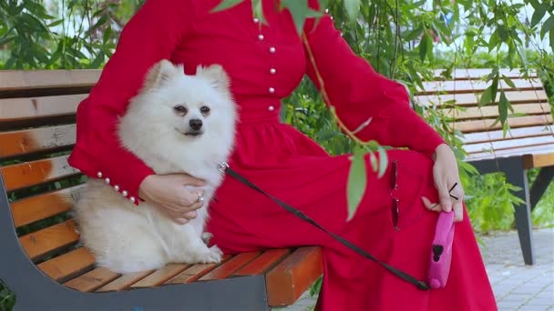 Spitz zit op een bankje in het park onder een boom met een vrouw in een rode jurk. — Stockvideo