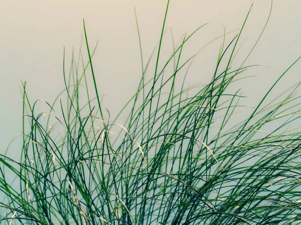 Yaz dönemi. Cyperus papirüs yapraklarının sınırı. Makro. Kopyalama alanı.