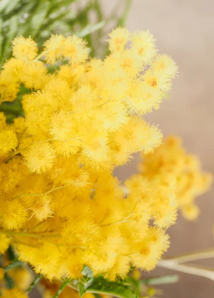 Mimosa jaune, acacia, gros plan — Photo