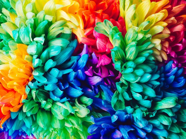 Fondo horizontal sólido de crisantemos de colores, primer plano. Imagen De Stock