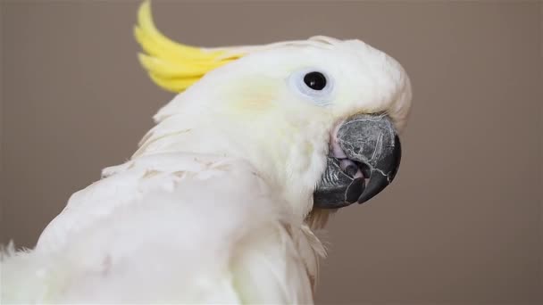 Primer plano del pico de una cacatúa de cresta amarilla en el interior. — Vídeos de Stock