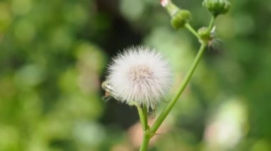 Karahindibaya üfle, yeşil doğal bir arka planda.