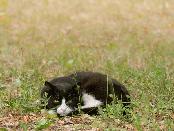 Çimlerdeki kedi