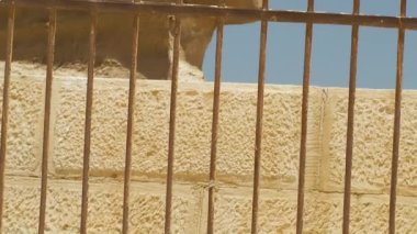 Giza 'daki demir çubuk çitinden Sfenks' e yakın çekim.