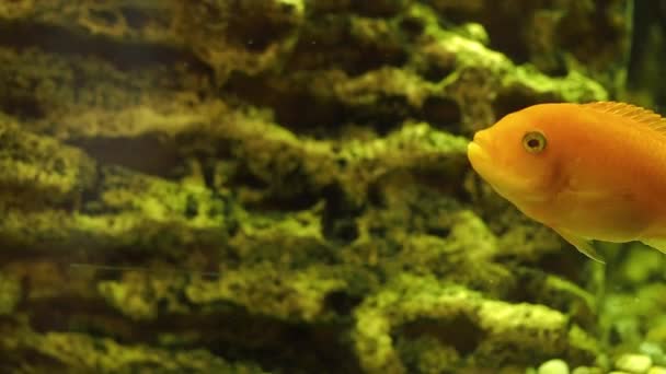 Pez naranja en el acuario . — Vídeos de Stock