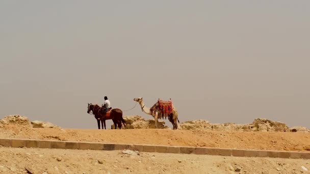 Gids met paarden en kameel voorbereid voor toeristen rond de piramides van Gizeh — Stockvideo