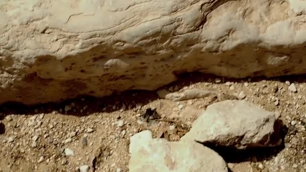 Fourmi court avec proie jusqu'aux rochers au pied des pyramides de Gizeh — Video