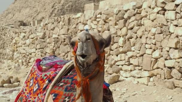 Close-up van de liegende kameel tegen de achtergrond van de Cheops piramide — Stockvideo