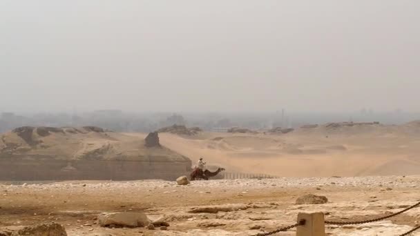 Een bedoeïen op een kameel rijdt door het zand bij de piramides van Gizeh — Stockvideo