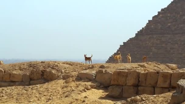 Dog at the pyramids of giza — Stock Video