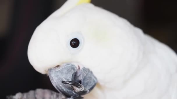 Close-up do bico de uma cacatua de crista amarela dentro de casa. — Vídeo de Stock