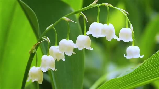 Close-up blooming lily of the valley in the forest on a sunny day. Breeze. — Stock Video