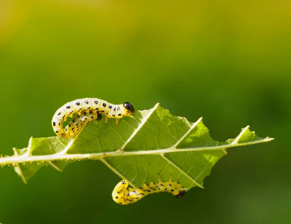 Drie vette rupsen verslinden één hazelblad. — Stockfoto