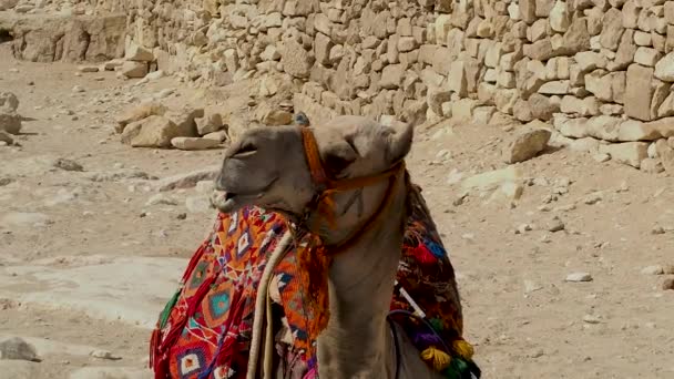 Kamel ved gizapyramiden – stockvideo