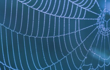 Mavi tonlarda çiy damlaları olan bir örümcek ağının parçası.