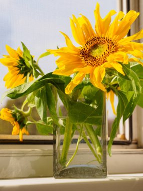 Pencerenin kenarındaki vazoda duran bir buket ayçiçeği.