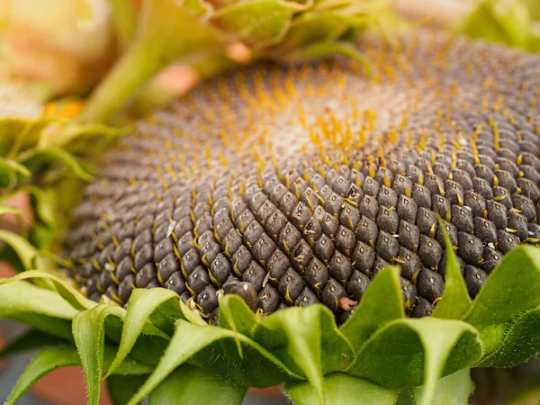 Close-up de um girassol amadurecendo, macro. Sementes de girassol preto. — Fotografia de Stock