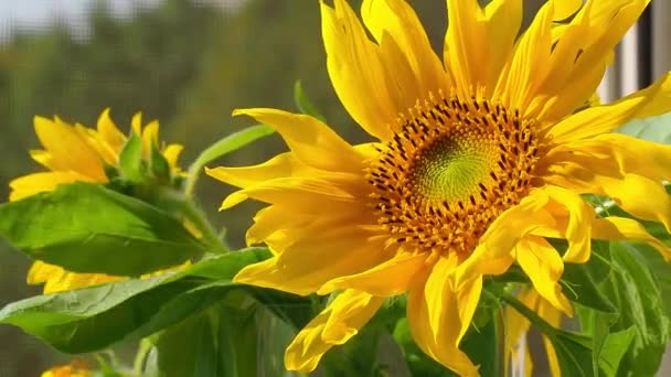 Primer plano de un ramo con girasoles jóvenes en el alféizar de la ventana por una ventana abierta — Vídeos de Stock