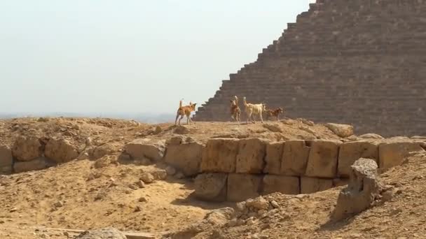 Hund vid pyramiderna i giza — Stockvideo