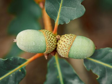 Meşe ağacında olgunlaşan iki genç meşe palamudu.