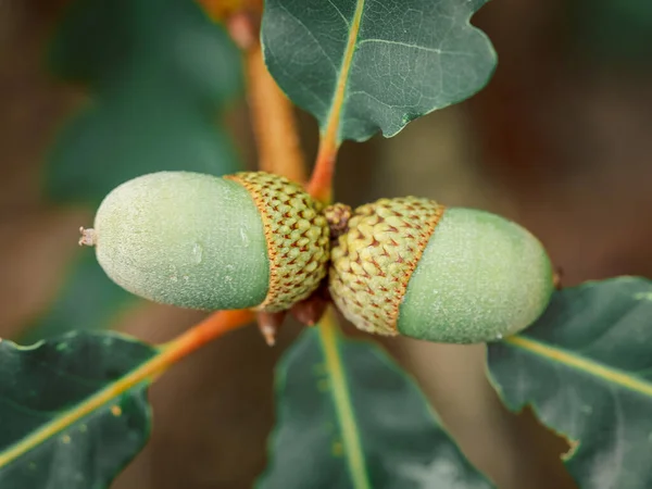 Meşe ağacında olgunlaşan iki genç meşe palamudu.