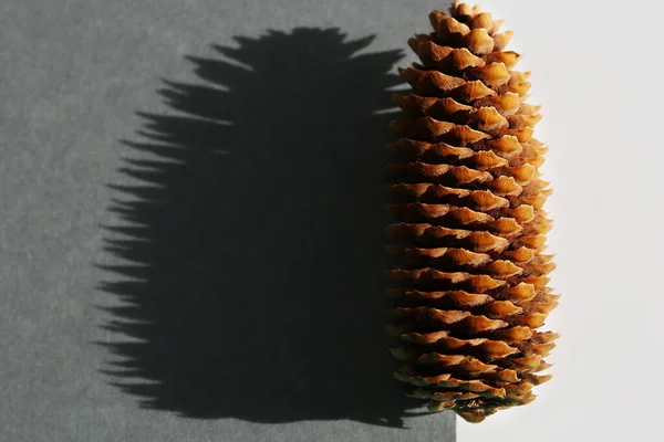 Large pine cone with big shadow on the geometric background