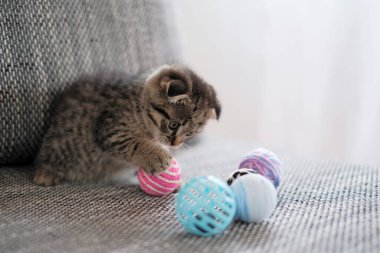 Kedi ve oyuncaklar. Evcil hayvanlar ve hayvanlar. İskoç kedi yavrusu beyaz arka planda gri bir kanepede oyuncaklarla oynuyor. Evcil hayvan oyunları.