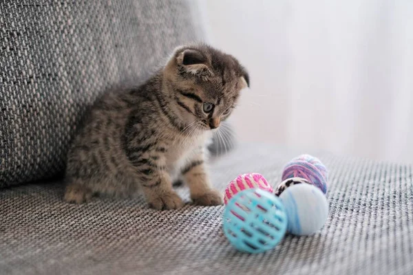 Kotek i zabawki.Zwierzęta i zwierzęta. scottish krotnie kotek bawiący się zabawkami na szarej kanapie na rozmytym białym tle.Pet gry — Zdjęcie stockowe
