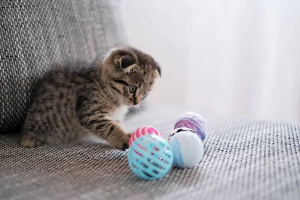 Кошеня та іграшки. Домашні тварини та тварини. шотландський складний кошеня, який грає з іграшками на дивані на розмитому білому тлі. — стокове фото