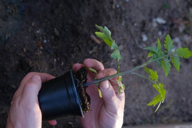 Bahar tohumları. Bahçıvanlık ve bahçıvanlık. Erkeklerin elinde domates tohumları. Toprağa domates ekiyorum. Bahçe işleri. Ev yapımı organik sebzeler. Kır evi mevsimi. Çiftlik sebzeleri