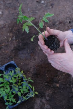 Bahar tohumları. Bahçıvanlık ve bahçıvanlık. Erkeklerin elinde domates tohumları. Toprağa domates ekiyorum. Ev yapımı organik sebzeler. Kır evi mevsimi. Çiftlik sebzeleri