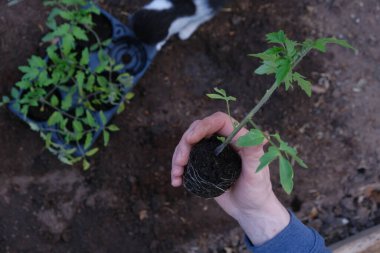 Bahar tohumları. Bahçıvanlık ve bahçıvanlık. Erkeklerin elinde domates tohumları. Toprağa domates ekiyorum. Bahçe işleri. Organik sebzeler yetiştiriyorum. Kır evi mevsimi. Çiftlik sebzeleri