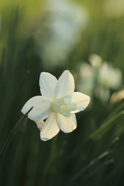 Białe żonkile kwiaty w promieniach słońca na rozmytym tle ogrodu. Kwiaty wiosenne.Kwiaciarnia i koncepcja ogrodnictwa. Rosnące kwiaty żonkili — Zdjęcie stockowe