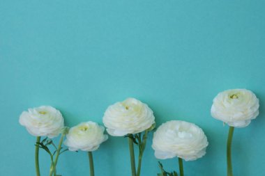 Turkuaz arka planda beyaz ranunculus çiçekleri. Beyaz düğün çiçekleri. Bahar çiçekleri. Çiçekli güzel ışık arkaplanı.