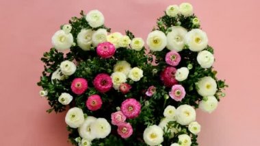 Kalp şeklinde çiçek buketi. Ranunculus buketi. Kalp şeklinde düğün çiçekleri. Pembe ve beyaz çiçekleri pembe arka planda. Düğün günü. Sevgililer günü, doğum günü