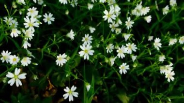 Bahar sezonu. Bahar çiçeği arkaplanı. Beyaz orman çiçekleri.