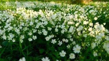 Bahar sezonu. Bahar çiçeği arkaplanı. Beyaz orman çiçekleri.