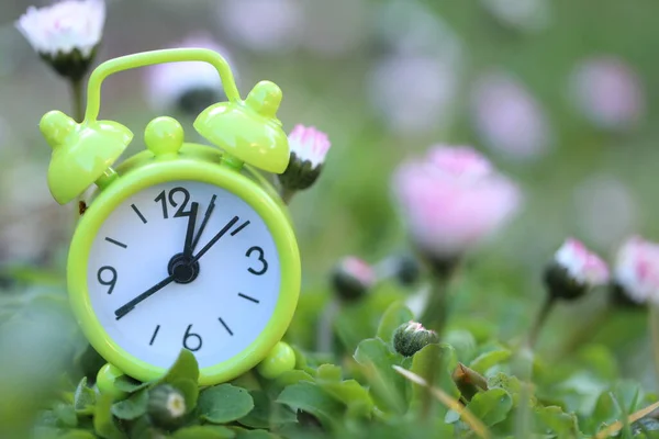 Primavera. Reloj despertador verde en flores de manzanilla. Trabajos de jardín de primavera.Floricultura y horticultura. La naturaleza despierta. Flores de primavera. Temporada de primavera. — Foto de Stock