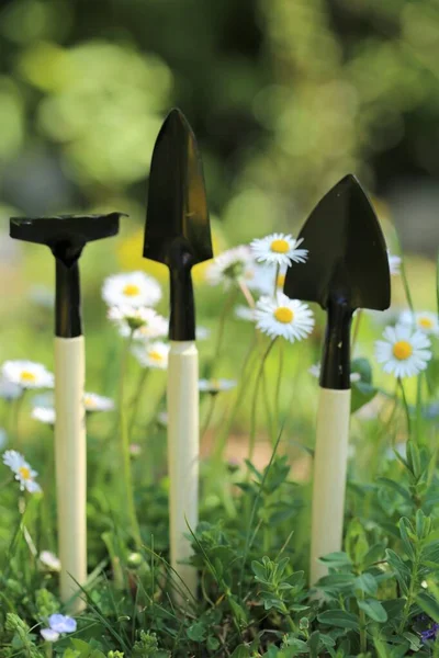 Весняні та літні садові роботи. Мініатюрні садівничі інструменти в квітах ромашки на розмитому квітковому фоні саду. Весняні квіти. лопаті і граблі — стокове фото
