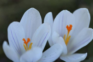 Beyaz krokus çiçekleri. İlk beyaz çiçekler. Çiçekli narin arka plan. Bulanık yeşil arka planda Crocus çiçeği.