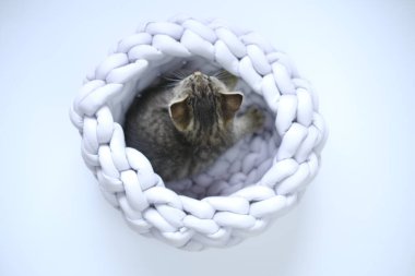 Küçük kedicik. Gri arka planda gri bir hasır yatakta gri kedi yavrusu. Yukarıdan bak. Evcil hayvanlar ve hayvanlar. Küçük İskoç kedi yavrusu