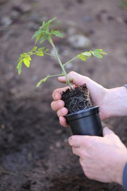 Bahçede domates fideleri, fidanlar. Bahçıvanlık ve bahçıvanlık. Tohumlar ellerinde. Toprağa domates ekiyorum. Bahçe işleri. Ev yapımı organik sebzeler..