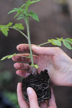 Bahçe bahçesinde domates fideleri, fidanlar. Bahçıvanlık ve bahçıvanlık. Tohumlar ellerinde. Toprağa domates ekiyorum. Bahçe işleri. Organik sebzeler yetiştiriyorum..