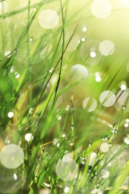 Dünya Günü. Ekolojik. Çimenlerin kökü güneşteki su damlalarıyla doludur. Su damlalı yeşil çimen. Yeşil çimenli doğal arka planlar