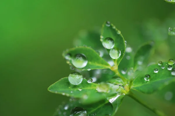 Earth Day. Ecological . Green leaves with water drops on blurred bright green background.Beautiful nature background.Green plants on green background