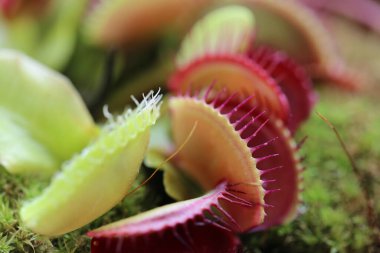 Bulanık arka planda Venüs sineği kapanı Dionaea muscipula. Etçil bitkiler
