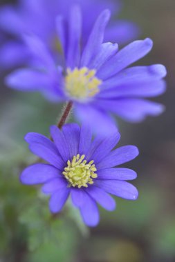 Mavi şakayık çiçekleri bulanık arkaplanda. Bahar çiçekleri. Güzel çiçek arkaplanı.