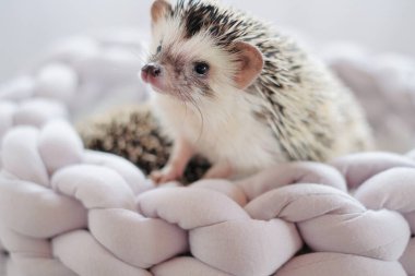 Hedgehog. african pygmy hedgehog in a gray wicker soft bed on a blurred light background.Pets. gray little hedgehog. Female hedgehog  clipart